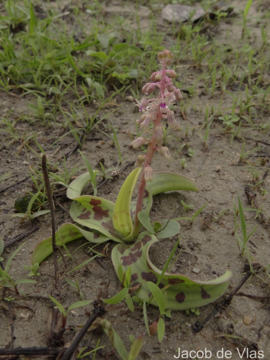 Ledebouria revoluta (L.f.) Jessop
